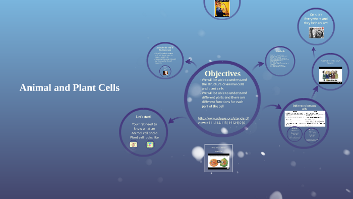 Animal Cells by Jennifer Mazzei on Prezi