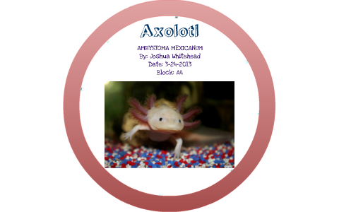 Axolotl Presentation By Joshua Whitehead