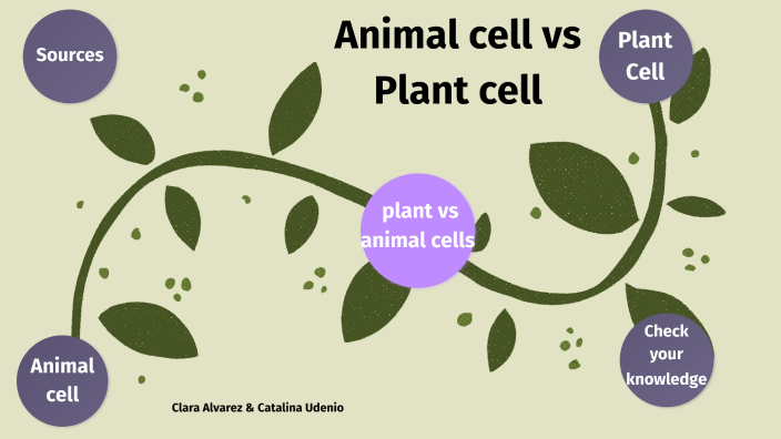 Animal cell vs Plant cell by Catalina Udenio on Prezi