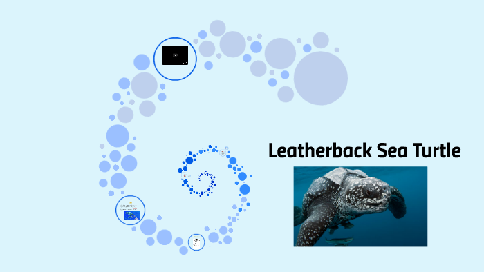 Leatherback Sea Turtle by jamie seda on Prezi