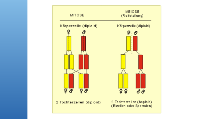 Http Rsbks De Wp Content Uploads 2015 12 Schema Meiose Jpg By