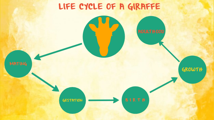 Giraffe Life Cycle Diagram