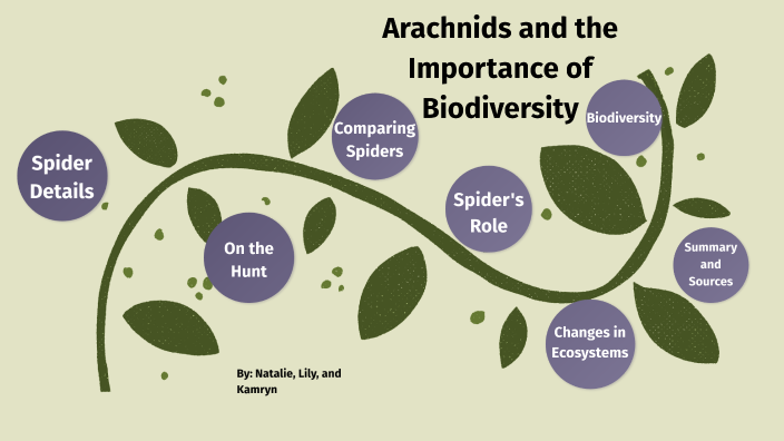 Spiders: The Importance of Biodiversity by Natalie Goodner on Prezi