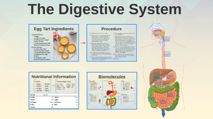 The Digestive System by on Prezi