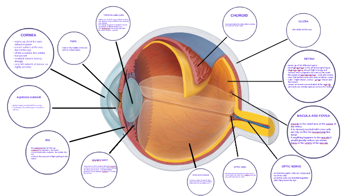 Anatomy of the Eye by suzy stonehouse on Prezi