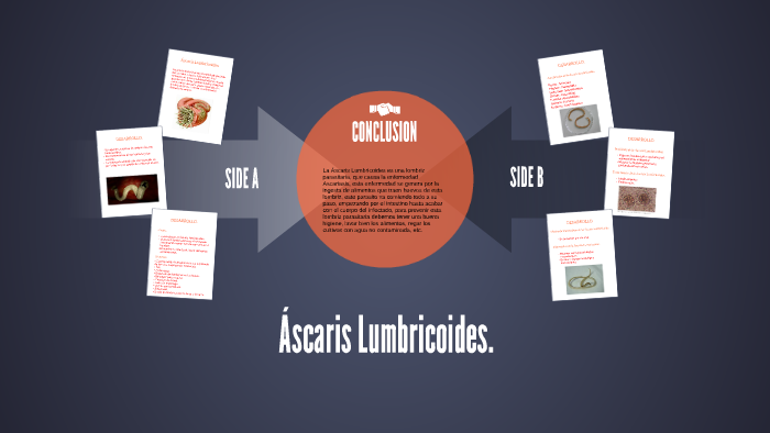 ascaris lumbricoides genero y especie