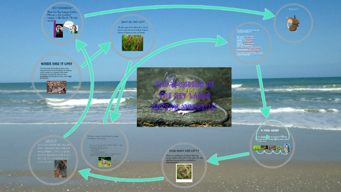 Key Largo Cotton Mouse Project By Julia Wolfenbarger On Prezi key-largo-cotton-mouse-project-by-julia-wolfenbarger-on-prezi