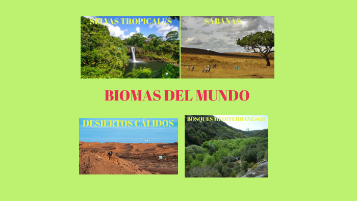 BIOMAS DEL MUNDO by walter bueno