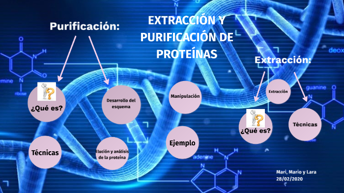 Extracción y purificación de proteínas by Lara Ramas on Prezi