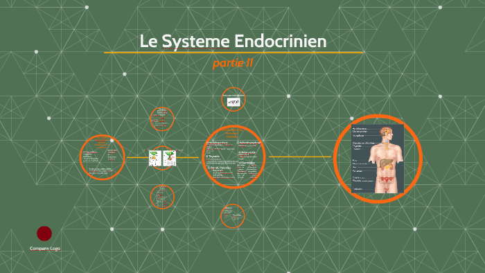 Le Systeme Endocrinien By Eleonora Ceci