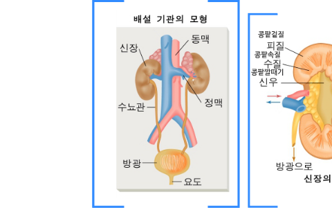 여과재흡수분비 by on Prezi