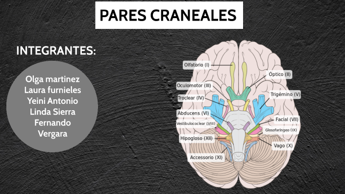 PARES CRANEALES by olga martinez sequeira on Prezi