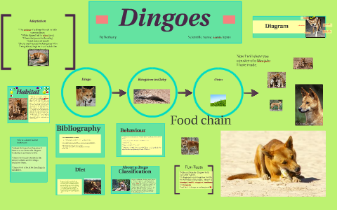 Dingo, Diet, Habitat, & Facts