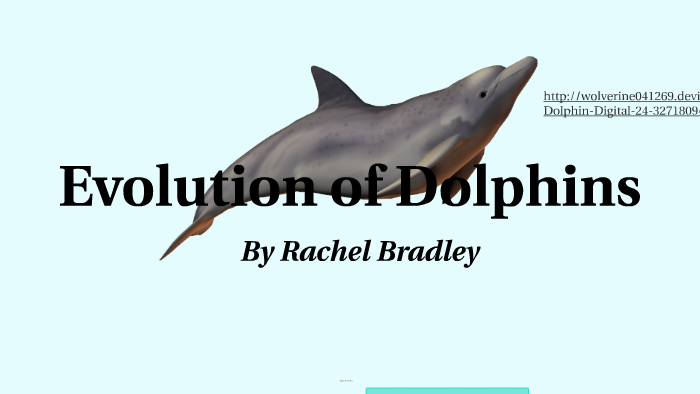 Evolution Of Dolphins By Rachel Bradley On Prezi