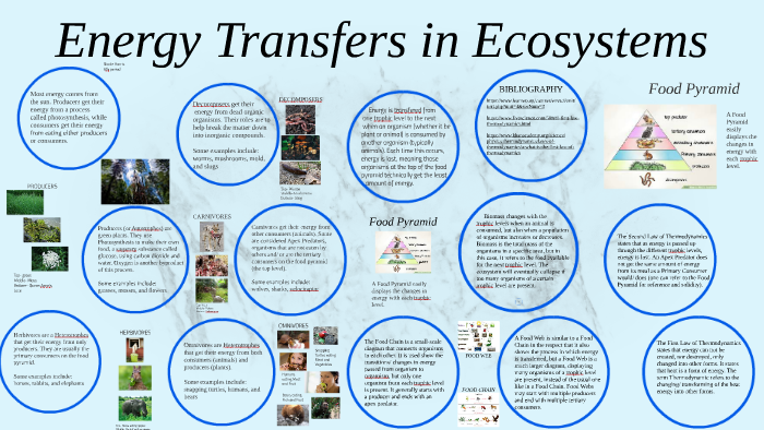 Energy Transfers In Ecosystems By Nicole Harris