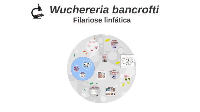 Ciclo de vida do wuchereria bancrofti