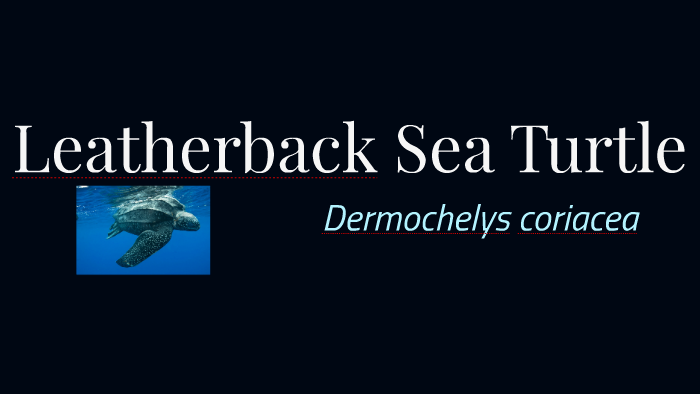 Leatherback Sea Turtle by Emily Mansfield on Prezi