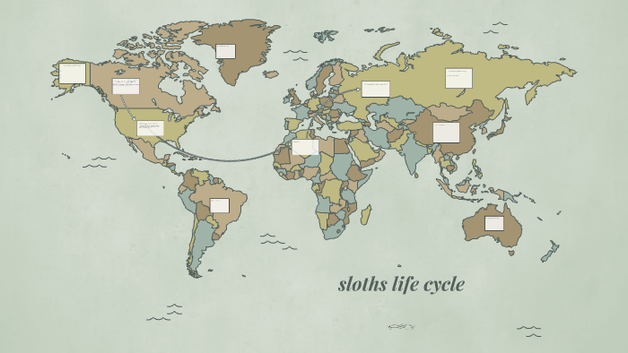 The life cycle of a sloth by Annabelle Russo on Prezi