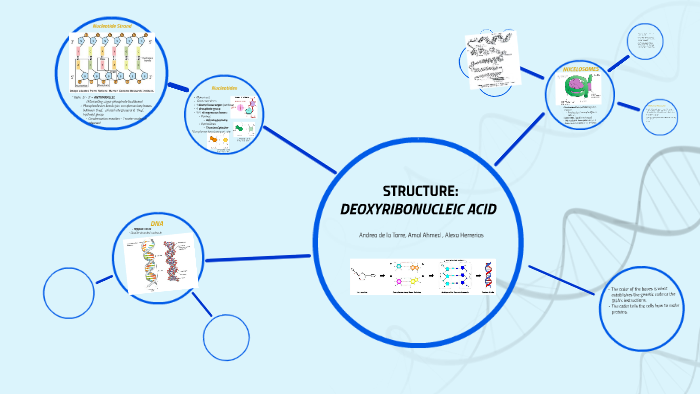 DNA Structure by Andrea D on Prezi