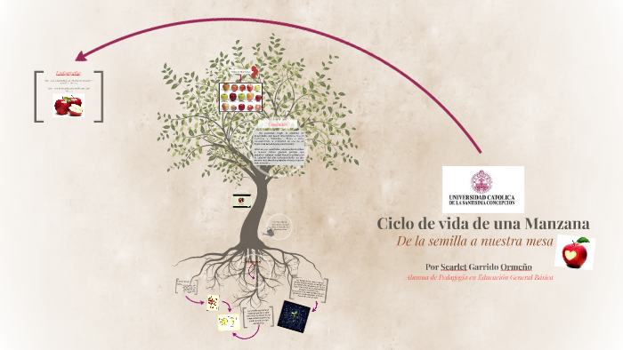 ciclo de vida de la manzana