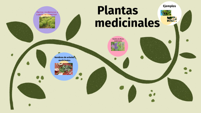 plantas medicinales by Ester Acosta