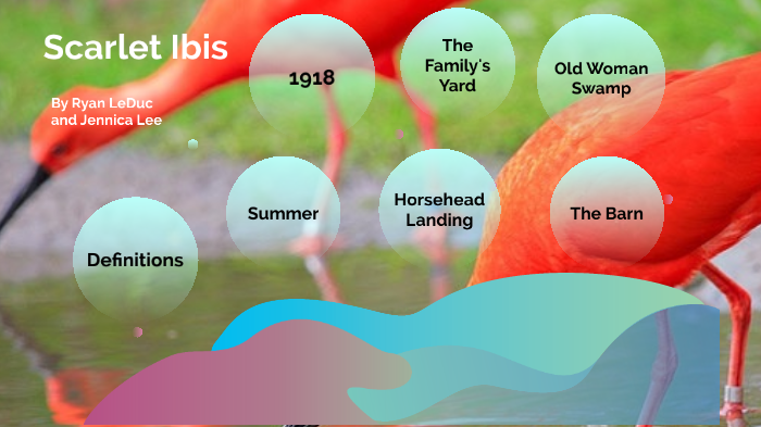 Scarlet Ibis Bird Facts For Kids