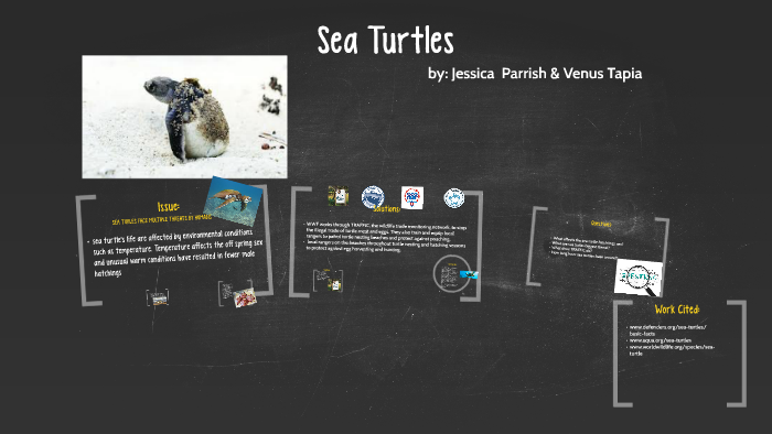 Sea Turtles by Jessica Parrish on Prezi
