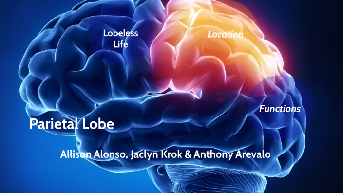 Parietal Lobe by Allison Alonso on Prezi