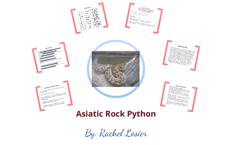 Asiatic Rock Python by Rachel Losier on Prezi