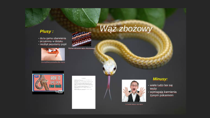 Waz Zbozowy By Jarmila Raczynska