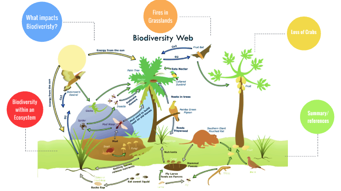 Biodiversity within Ecosystems by Tess McKendry on Prezi