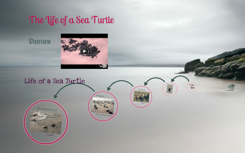 Life of a Sea Turtle by Roxann Belrose on Prezi