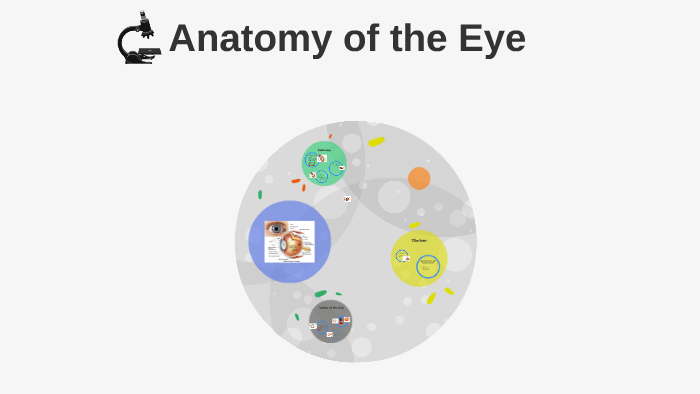 Eye Anatomy by andy ames on Prezi