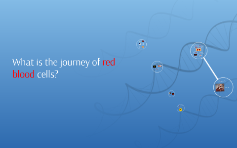 What is the journey of red blood cells? by Sonia lal on Prezi