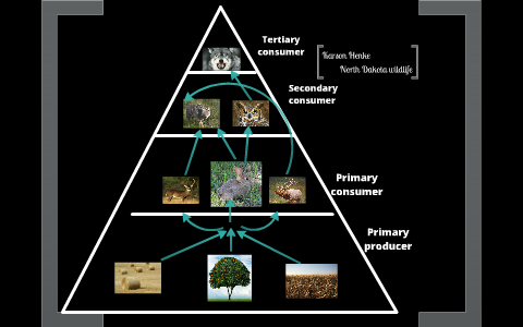 Food Web of North Dakota Wildlife by Karson Henke on Prezi