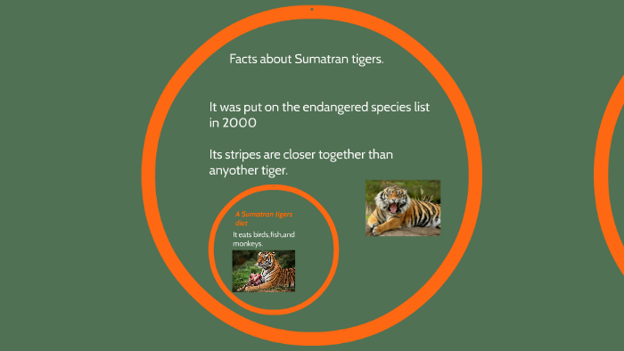 sumatran tiger eating