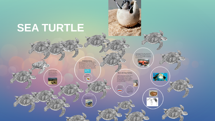 SEA TURTLE by Gunnar Estes on Prezi