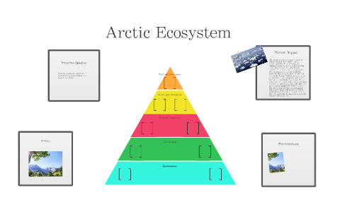 Arctic Ecosystem by Danielle Alpizar on Prezi