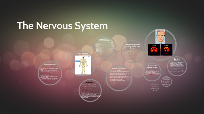 The Nervous System by Olivia Holden on Prezi