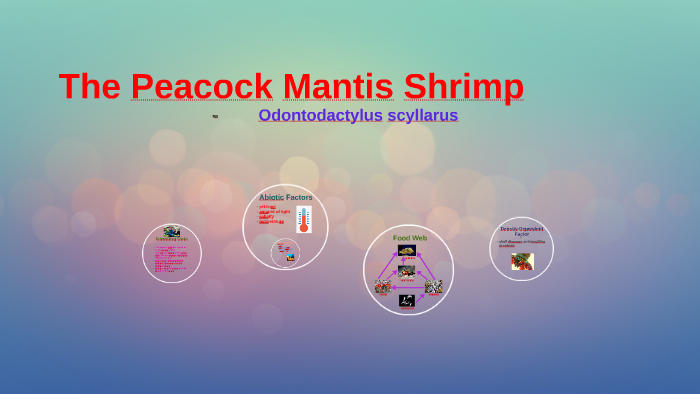 The Mantis Shrimp by Kayleen Harshbarger on Prezi