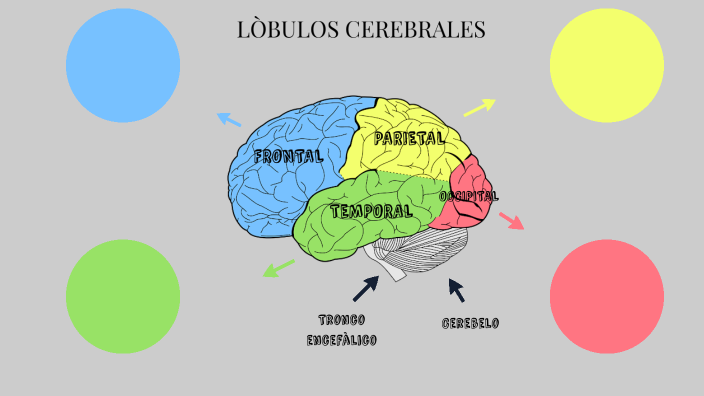 LOBULOS CEREBRALES by Devany Alejandra Saucedo Rosales on Prezi