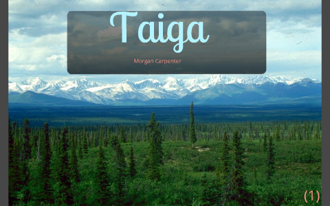 Taiga by Morgan Carpenter on Prezi