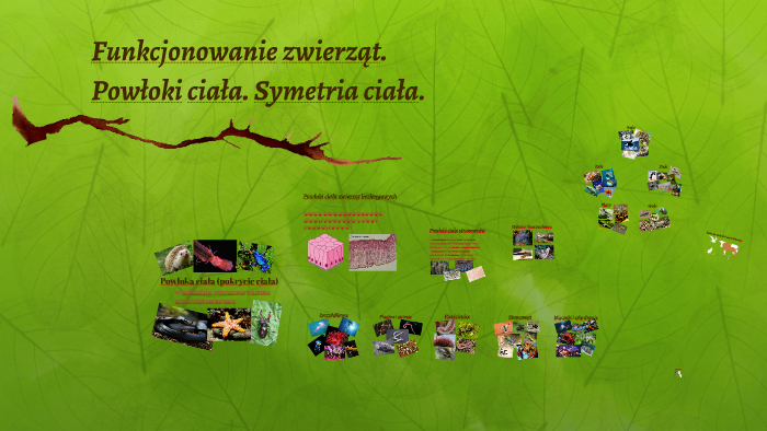 Funkcjonowanie zwierząt. Powłoki ciała. Symetria Ciała by Mateusz