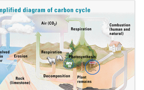 Carbon Cycle by Karen Stephenson on Prezi
