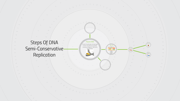 Steps Of DNA Replication by izaac lowe on Prezi