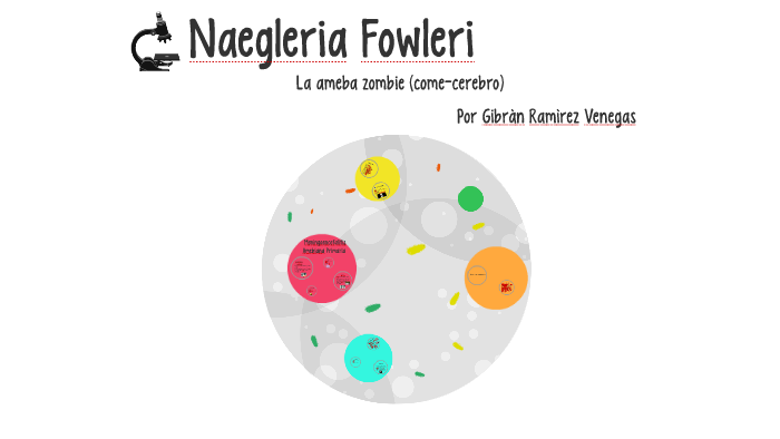 trofozoíto naegleria fowleri