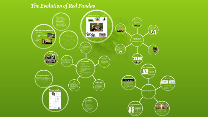 red panda diagram of evolution