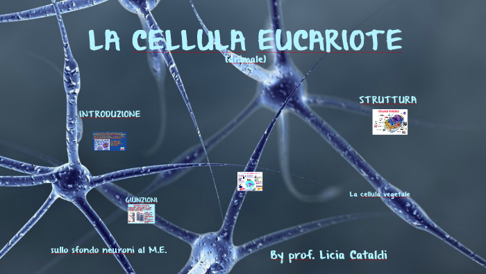 LA CELLULA EUCARIOTE by Licia Cataldi on Prezi