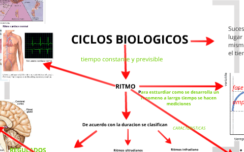 Ciclo infradiano online