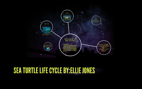 Life cycle of Sea Turtles by Pam Jones on Prezi